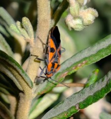 Spilostethus pacificus