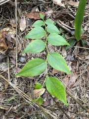 Gaultheria leucocarpa