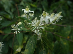 Clematis catesbyana