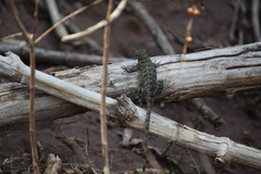 Sceloporus utiformis