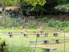 Odocoileus virginianus