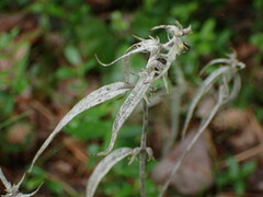 Podosphaera phtheirospermi