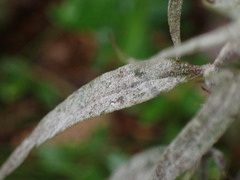 Podosphaera phtheirospermi