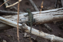 Sceloporus utiformis