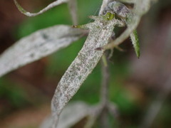 Podosphaera phtheirospermi