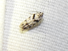 Pseudotelphusa palliderosacella