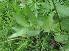 Salix apoda