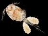 Cyclopoid Copepods - Photo (c) Nazarov Lev, some rights reserved (CC BY-NC), uploaded by Nazarov Lev
