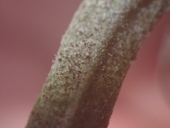 Podosphaera phtheirospermi