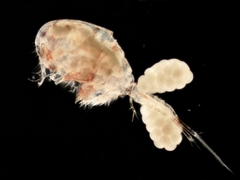 Euryte longicauda