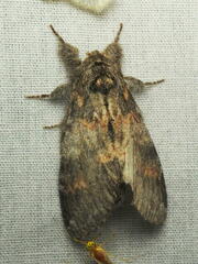 Peridea angulosa