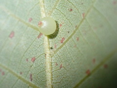 Caryomyia leviglobus