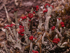 Cladonia