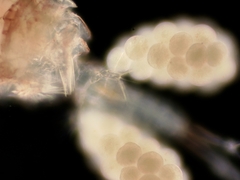 Euryte longicauda