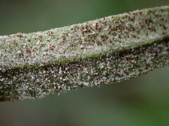 Podosphaera phtheirospermi