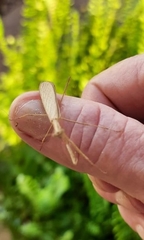 Musoniella