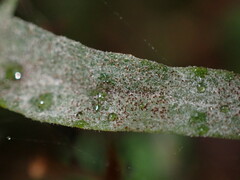 Podosphaera phtheirospermi