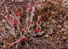 Cladonia