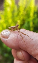 Musoniella