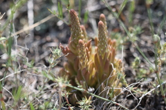 Orostachys