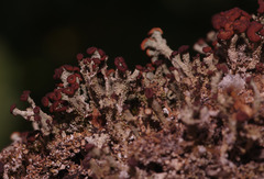 Cladonia