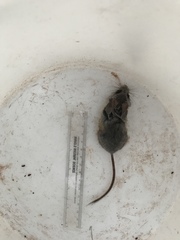 Peromyscus boylii