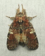 Peridea ferruginea