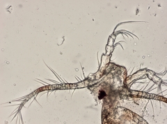 Euryte longicauda