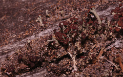 Cladonia