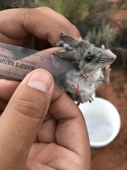 Peromyscus boylii