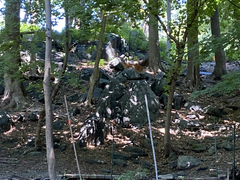 Odocoileus virginianus