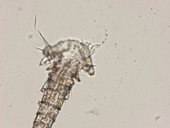 Euryte longicauda
