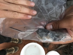 Peromyscus boylii