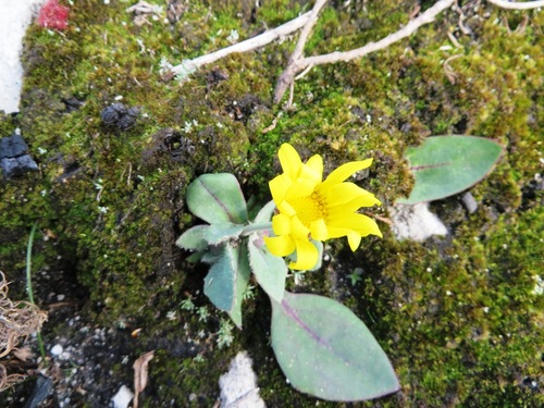 Othonna bulbosa
