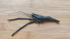 Macrobrachium nipponense