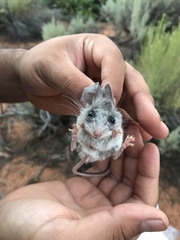 Peromyscus boylii