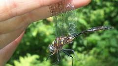 Somatochlora walshii