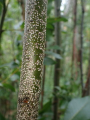 Chionaspis salicis
