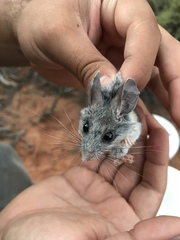 Peromyscus boylii