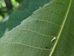 Caryomyia procumbens