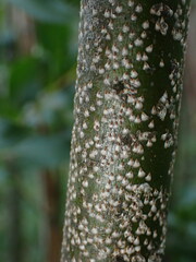 Chionaspis salicis