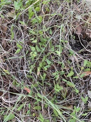 Metastelma barbigerum