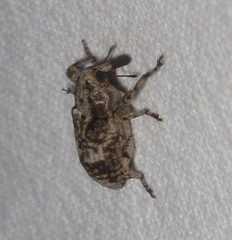 Gasterocercus depressirostris
