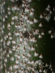 Chionaspis salicis