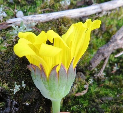 Othonna bulbosa
