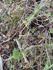 Metastelma barbigerum