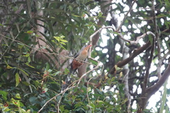 Zanclostomus javanicus