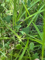 Trifolium hybridum
