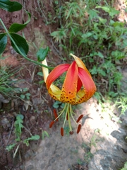 Lilium superbum