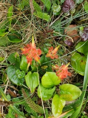 Castilleja litoralis
